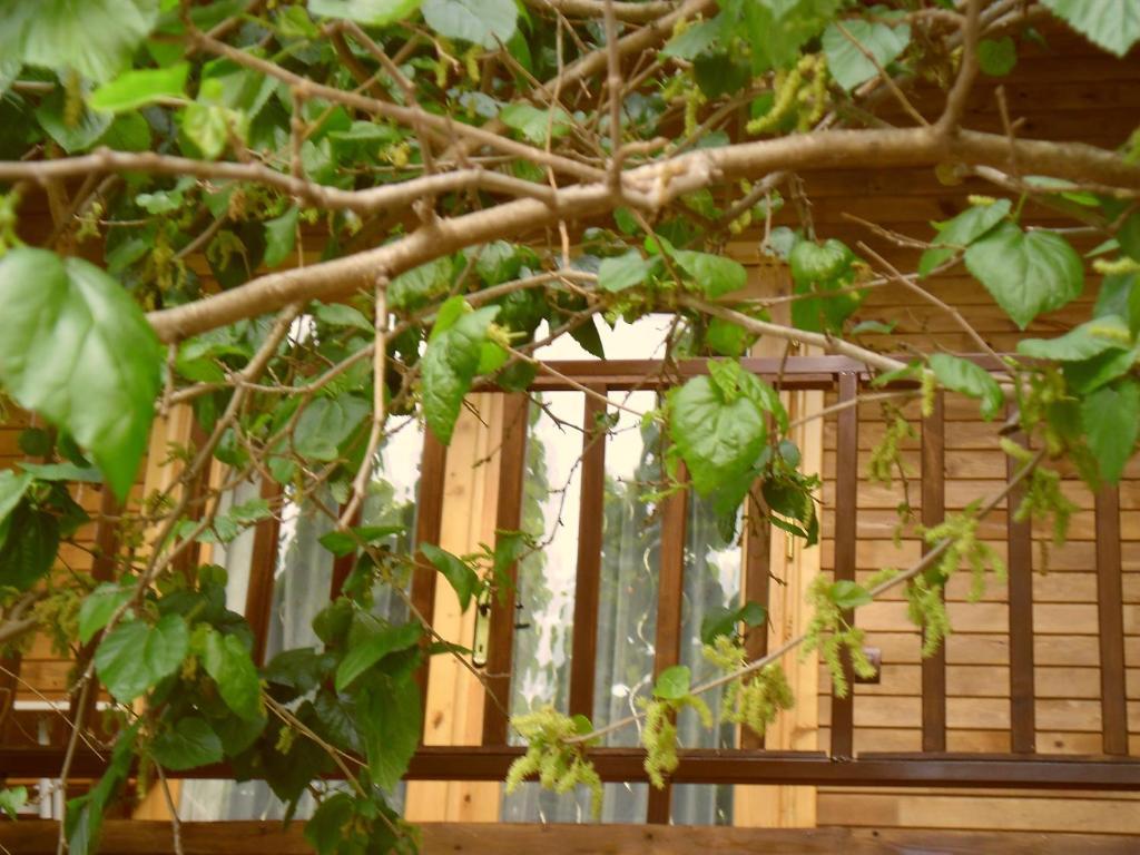 Cesur Pansiyon Hotel Cirali Exterior photo